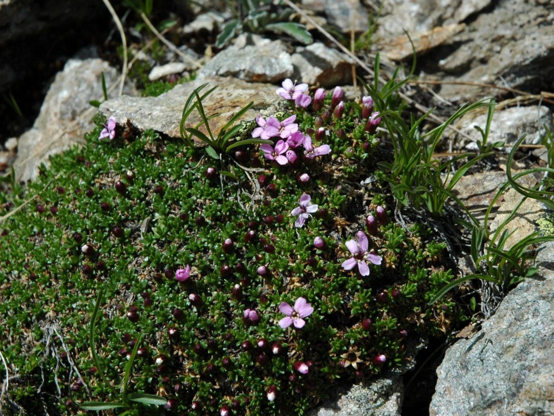 Silene acaulis